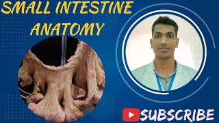 Small Intestine Viscera Bangla Demo Abdomen Anatomy [upl. by Dogs565]