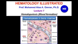 Hematology Lecture 72020 HD [upl. by Hakim]