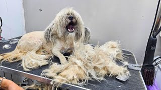 MATTED DOG HAIR REMOVAL  DOG GROOMING TRANSFORMATION [upl. by Norag]