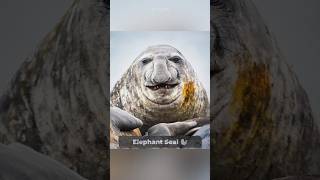 Why Do Elephant Seal Fight 🦭 shorts [upl. by Nihhi]