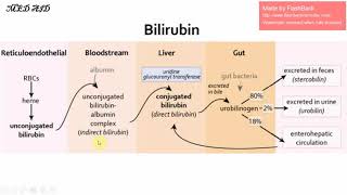 Evaluation of hyperbilirubinemia and jaundice in adults in Dari [upl. by Airbmat676]