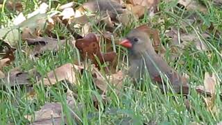 female cardinal songbird searches for food in the grass on an autumn evening and finds dinner [upl. by Narod]