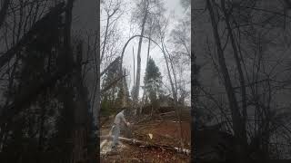 Removing Birch tree 🌳 wood nature [upl. by Twitt]