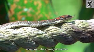 TWINBARRED TREE SNAKE Singapore [upl. by Georgiana305]