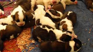 Saint Bernard puppies [upl. by Yllib]