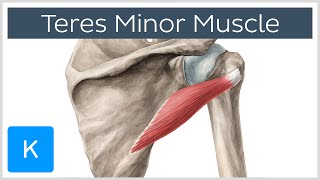 Teres Minor Muscle  Origins amp Action  Human Anatomy  Kenhub [upl. by Flann]