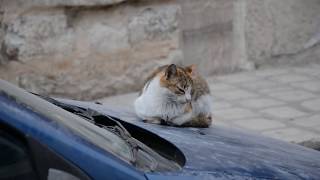 Documentaire  Kairouan une ville atemporelle [upl. by Noryv859]