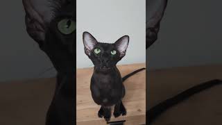 Black Oriental Shorthair Funny Cat 🖤 [upl. by Habeh]