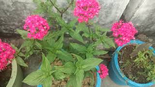 How to care and grow flowering plant PENTAS 🌺 [upl. by Theresa]