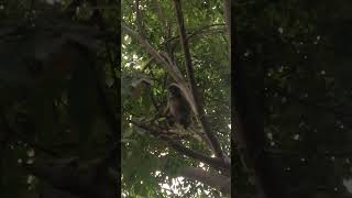 A very cute rare monkey – You have to see it yourself [upl. by Boothman]