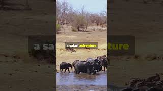 Madagascar Top 5 Travel Destinations Explore Africa with 5 Must Do Activities [upl. by Heisel]