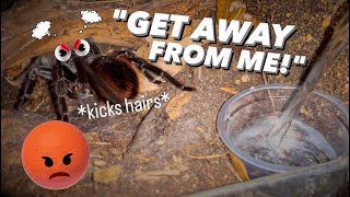 WATERING my TARANTULAS quotPart 11” [upl. by Peckham429]