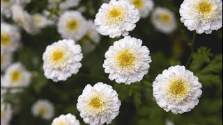 Planting out Feverfew [upl. by Weisbart]