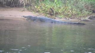 Chris Dahlbergs Daintree River Tours [upl. by Eidac949]