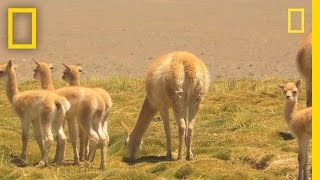 Researchers Race to Witness Vicuña Birth  National Geographic [upl. by Jannel459]