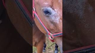 FLIES ON HIS EYES horse horses equine flies horseflies eyecare equinehealth shoofly eyecare [upl. by Wilson112]