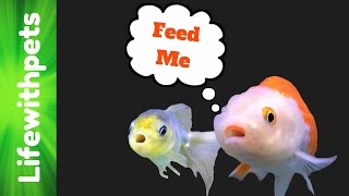 How To Feed Goldfish [upl. by Nevuer]