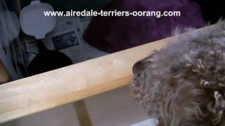 Airedale Terrier Puppy Meets His Dad  Oorang Airedales [upl. by Ahsemed]