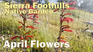 Spring Is Here California Native Plants Blooming in April  Sages Penstemons Poppies and More [upl. by Doone]