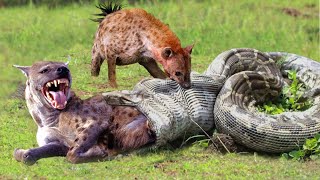 OMG Hyenas Herd Rescue Baby From Python Constricting  1002 Animals [upl. by Kore]