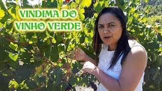 VINDIMA DO VINHO VERDE MINHO  PORTUGAL [upl. by Lyndsay238]