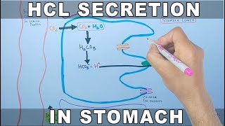 Mechanism of HCL Secretion [upl. by Elyr144]