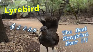 Lyrebird The Best Songbird Ever [upl. by Eelir277]