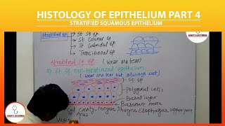 Stratified Squamous Epithelium  Stratified Epithelium  Keratinized and Nonkeratinized Epithelium [upl. by Odnolor]