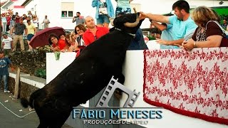 TOUROS SALTITANTES na Fonte do Bastardo  2016  Terceira Bullfight [upl. by Tenay]