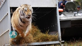 Zolushka  IFAW releases an Amur tiger back into the wilds of Russia [upl. by Airdnna]