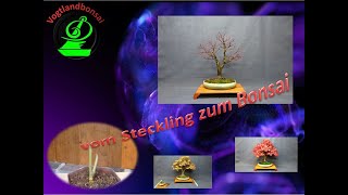 vom Steckling zum Bonsai [upl. by Ailen]