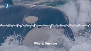 Listen to these Orca whales imitate human speech [upl. by Gomer]