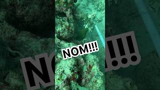 This green Morray snags my catch lionfish floridaman scubadiving ocean nom [upl. by Mount]