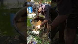 ഇത്ര ഭംഗി ഉള്ള aquarium എങ്ങനെ ഉണ്ടാക്കി👀  planted tank making  new tank setup  fish tank [upl. by Naneek]