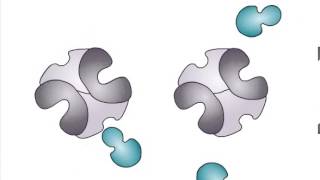 Allosteric Regulation of Enzymes [upl. by Esihcoc]