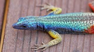 Broadleys flat lizard Platysaurus broadleyi male  Augrabies Falls South Africa 23112017 [upl. by Pardner167]