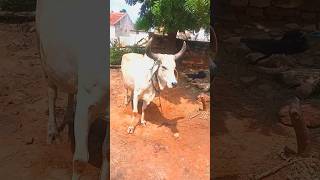 Tabele ki dival gir gai 😱cowvideos [upl. by Sucul]