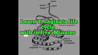 parasitology Taenia saginataBeef tape wormMorphology amp life cycle [upl. by Harberd22]