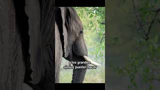 ¿Sabías que los elefantes pueden reconocerse en un espejo ¡Increíble prueba de su inteligencia 🐘 [upl. by Purdy]