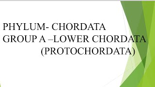 Chordata Protochordata and Cyclostomata  museum specimen part 1 [upl. by Anivlac141]