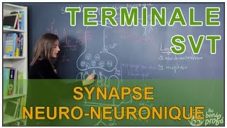 Synapse neuroneuronique  SVT Terminale  Les Bons Profs [upl. by Riccardo860]