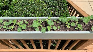 Growing Cantaloupe From Seed  Full 30 Day Time Laps [upl. by Catt]