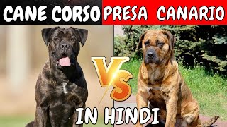 Cane Corso Vs Presa Canario in Hindi  Dog Comparison [upl. by Bennink]