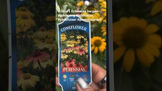 3 Colors of ConeflowerEchinacea bargain garden gardening flower [upl. by Curt]