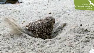 Sidewinder the Burrowing Owl is burrowing [upl. by Ahtabat]