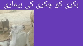 Gid disease in goat l sheep l chakri ki beemari l Dr Shahzad Drishak [upl. by Sheffield922]