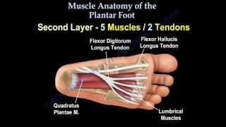 Muscle Anatomy Of The Plantar Foot  Everything You Need To Know  Dr Nabil Ebraheim [upl. by Natsirc]