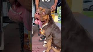 Worlds Largest Chocolate Tri American Bully [upl. by Roderick]