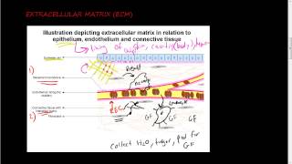 36 Extracellular matrix ECM 1 of 2  function of ECM and its components collagen [upl. by Ahsienat]