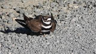 Killdeer  Broken wing display  Part 2 [upl. by Hayarahs728]